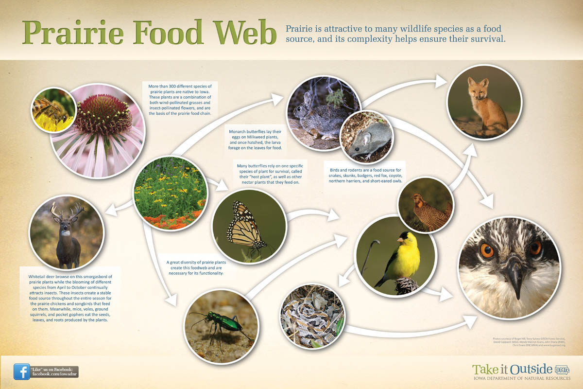 From seeds to snakes, from flowers to fox - learn what makes the intricate prairie food web work | Iowa DNR